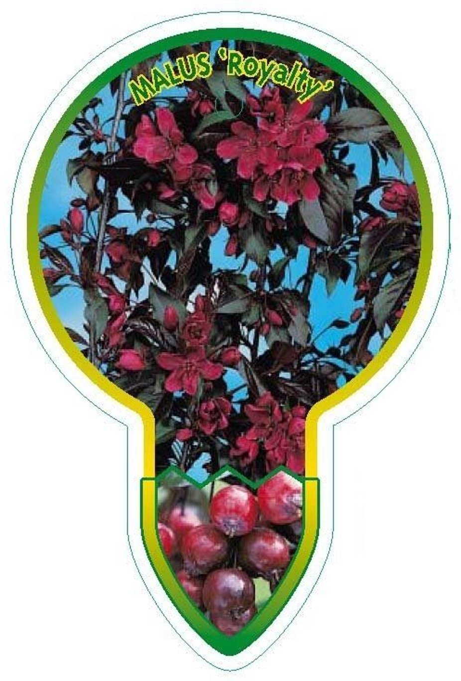 Malus 'Royalty' - 80 CM Stem C5